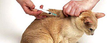Вакцинация кошек