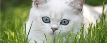 Глисты у кошек. Симптоматика и лечение