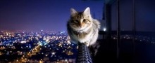 Кошка выпала из окна. Что делать?