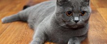 Уход за шерстью кошек