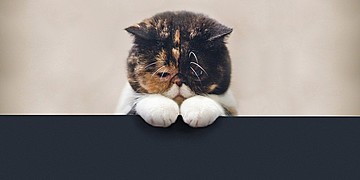 Остеосинтез - помощь животным в Твери