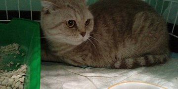 Кошки из нашей клиники, которые переехали в Германию!