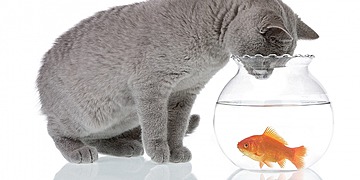 Акция "Спокойный любимец" Стерилизация кошек и котов, стационар после стерилизации по сниженной цене.