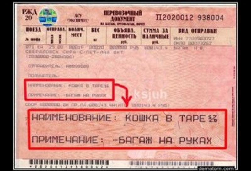 Сколько стоит билет на собаку в поезде ржд 2018 Сколько стоит билет на собаку в поезде ржд 2018